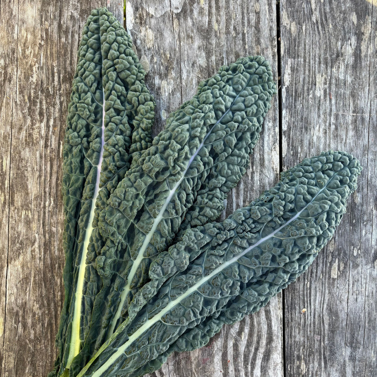 Lacinato Kale