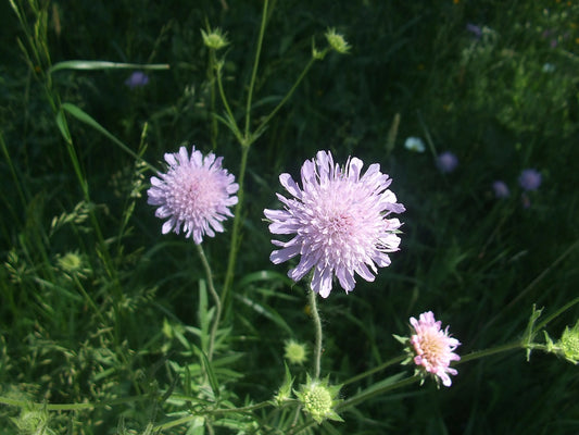 Pin Cushion Flower (Scabiosa)