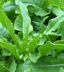 Low's Pointed Lettuce