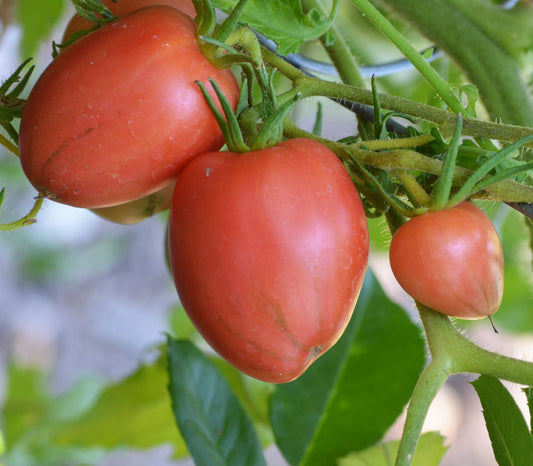 Maida's Kootenai Giant Tomato