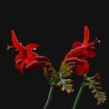 Montbretia