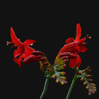 Montbretia