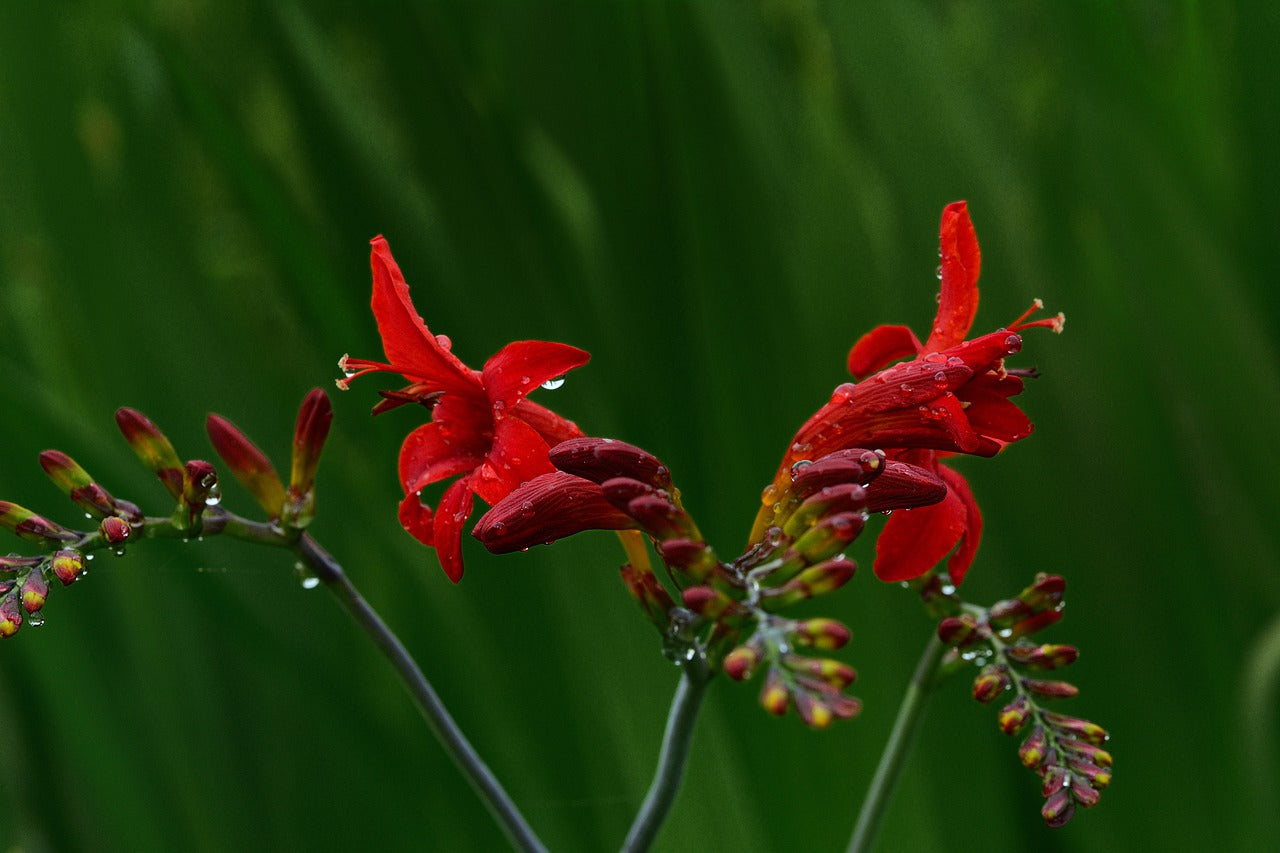 Montbretia