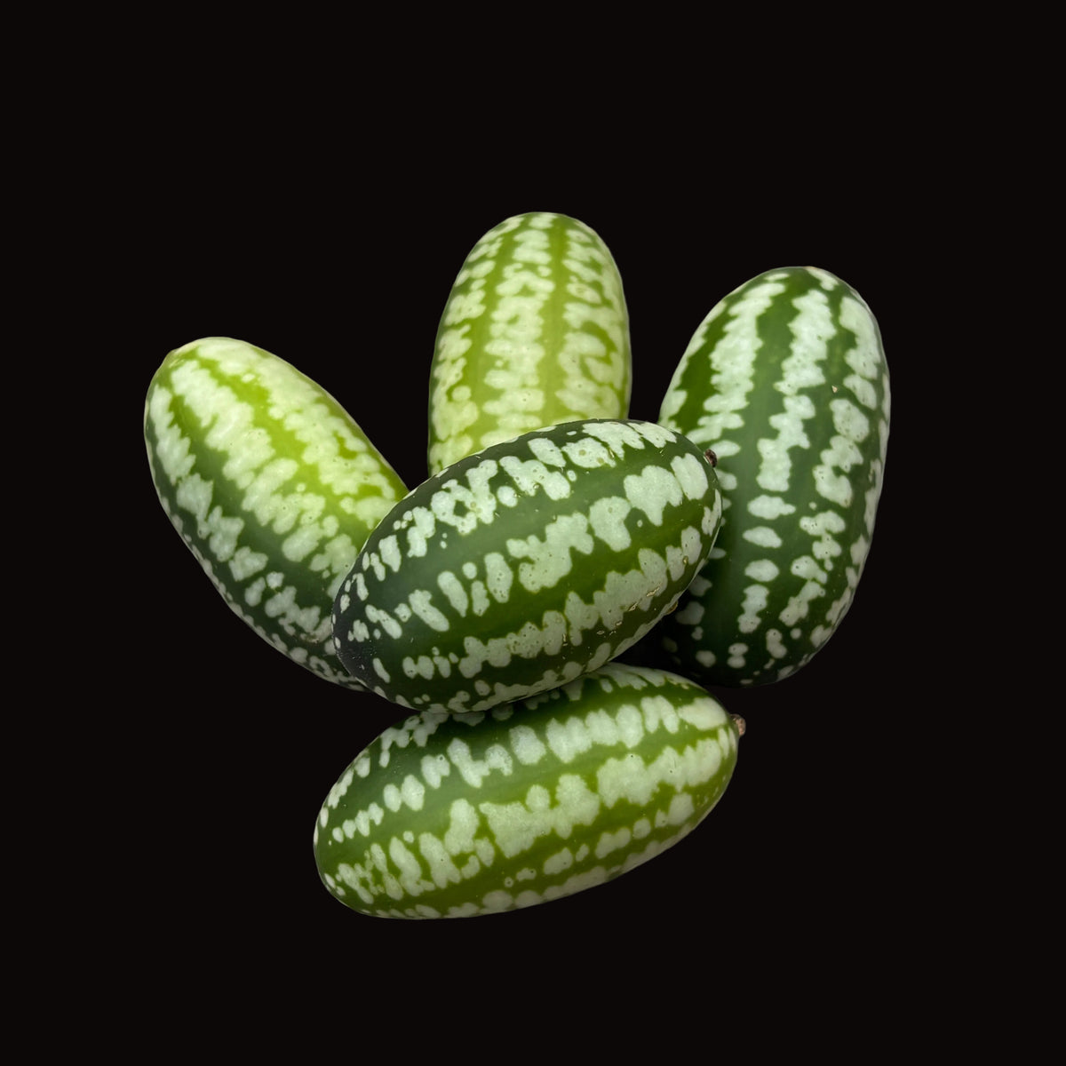 Souris Melon Concombre