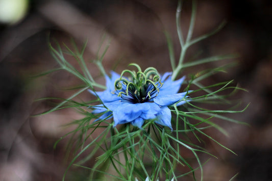 Nigella