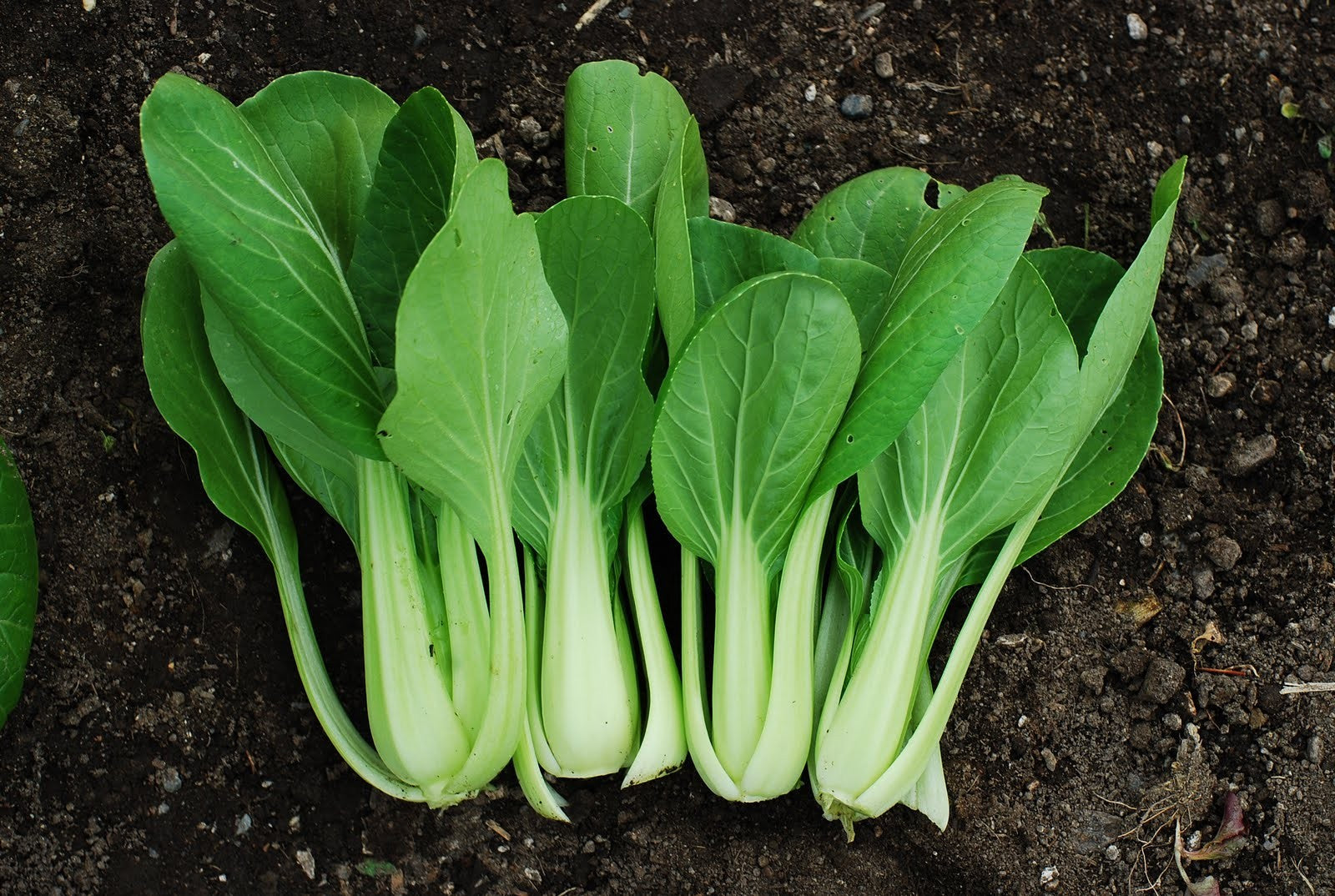 100% Canadian Grown Pac Choi Seeds – Metchosin Farm