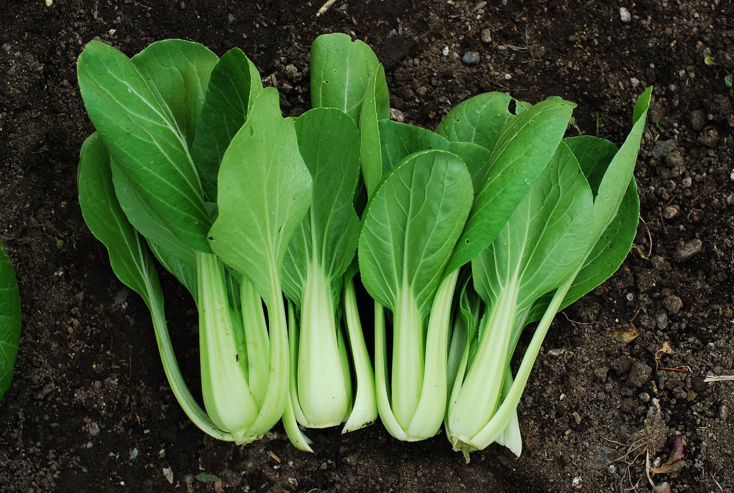 Pac Choi