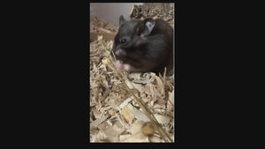 Hamster Eating Flax Spray