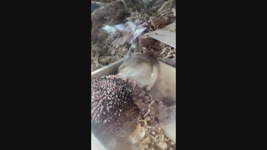 Hamster Chowing Down on Dried Sunflower Head Seeds
