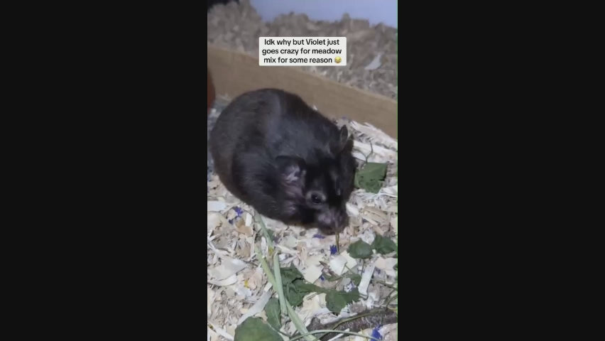 Black Hamster Eating Meadow Mix