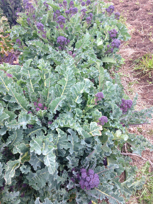 Purple Sprouting Broccoli