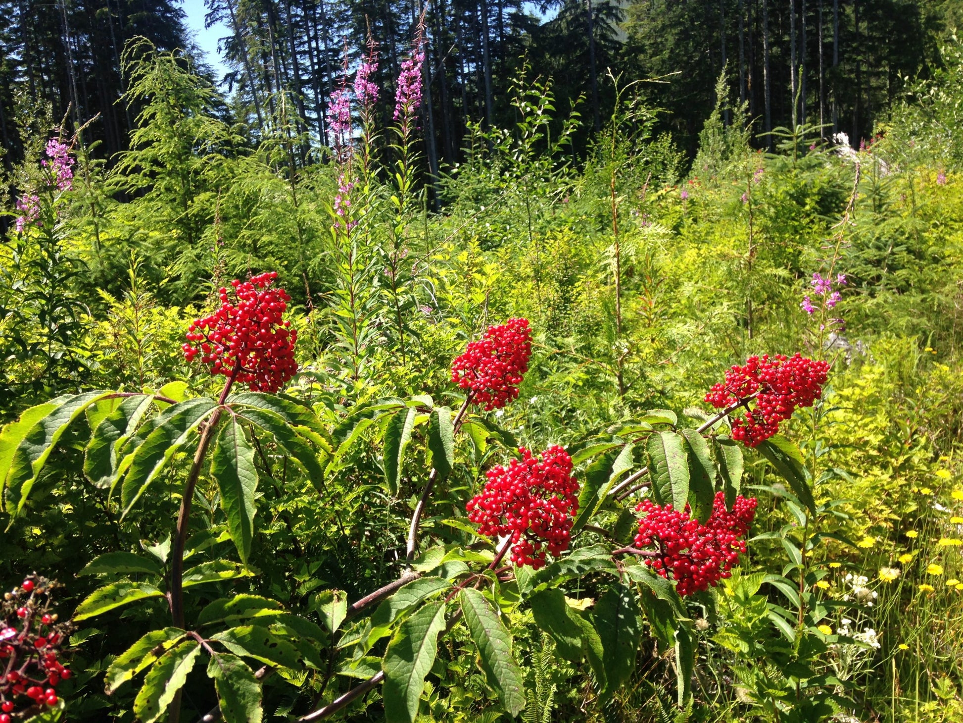 Red Elderberry