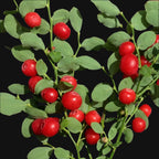 Red Huckleberry