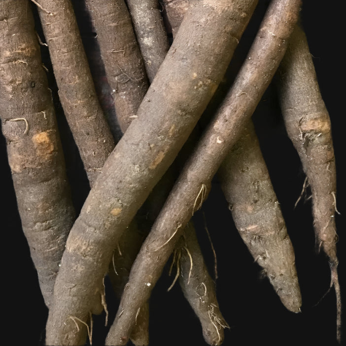 Scorzonera