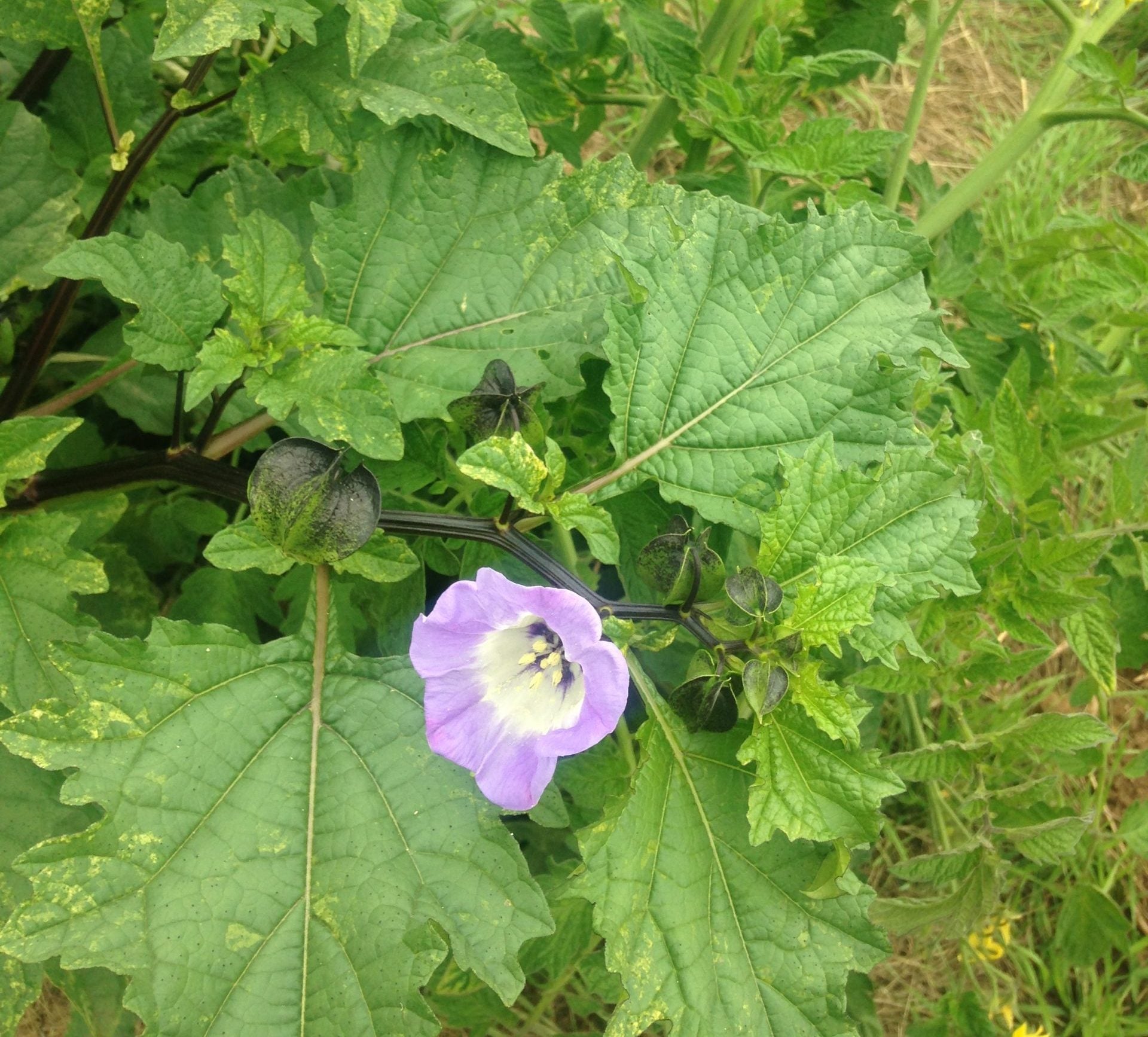 Shoofly/Black Chinese Lantern