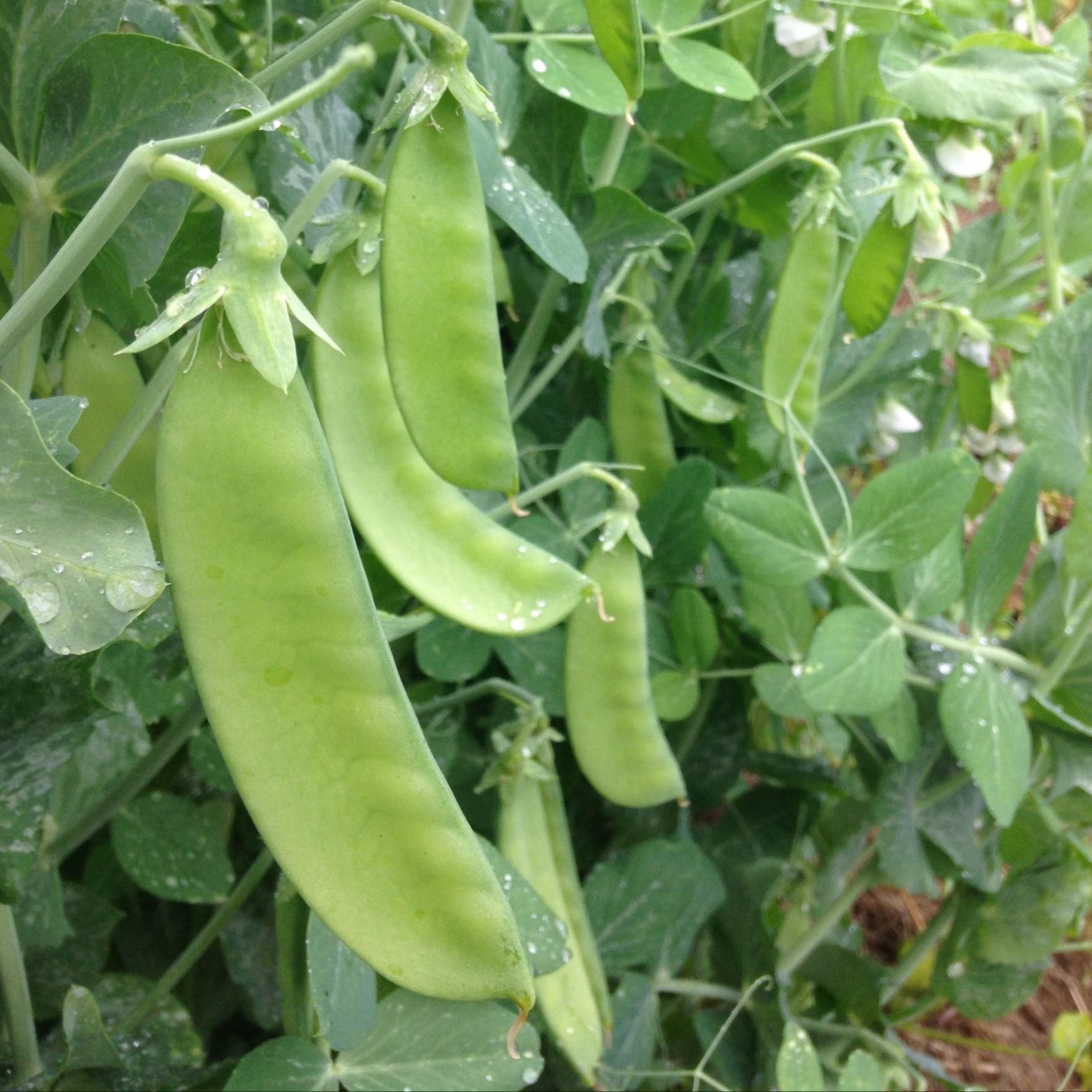 Snow Pea Oregon Sugar Pod