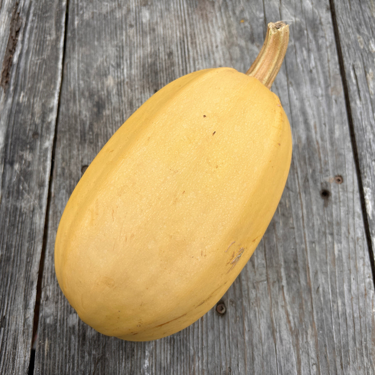 Courge spaghetti