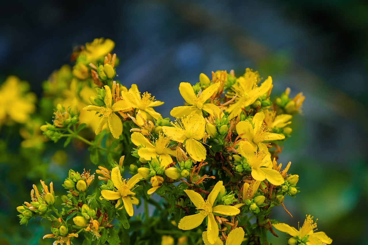 The Plant Medicine Collection