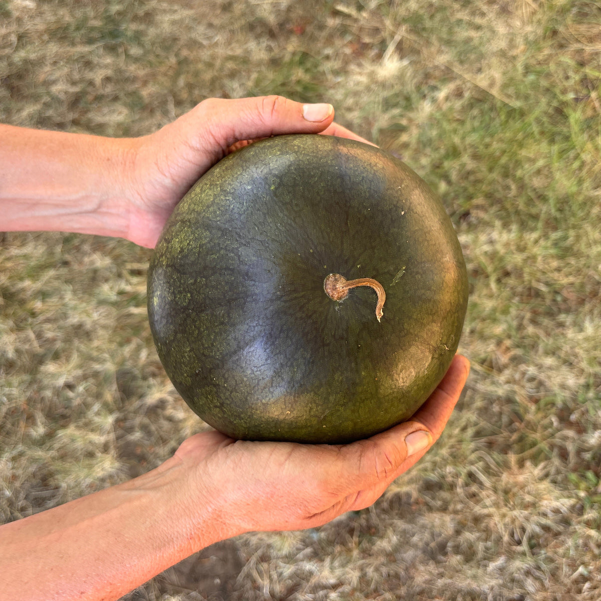 Sugar Baby Watermelon