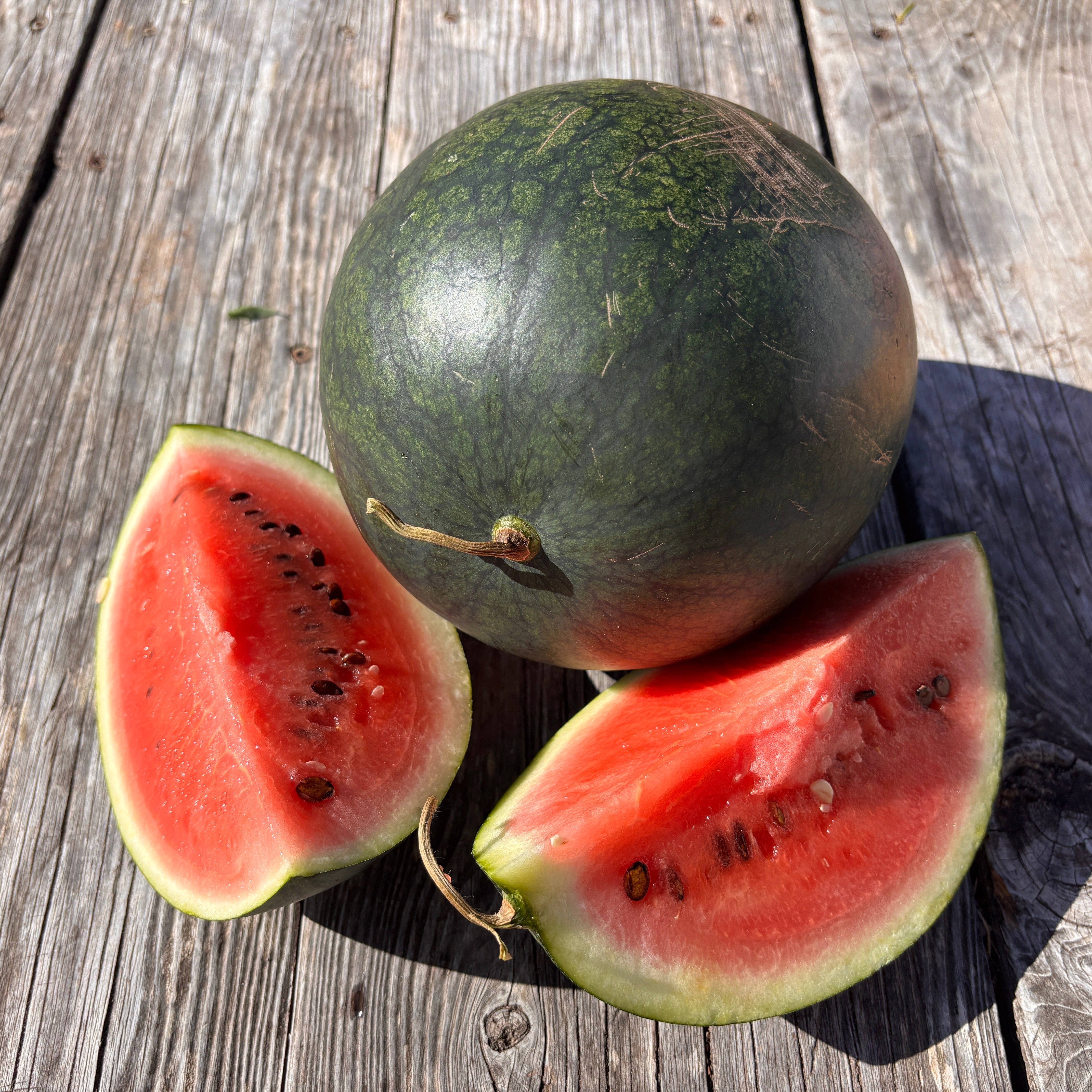 100% Canadian Grown Melon Seeds – Metchosin Farm