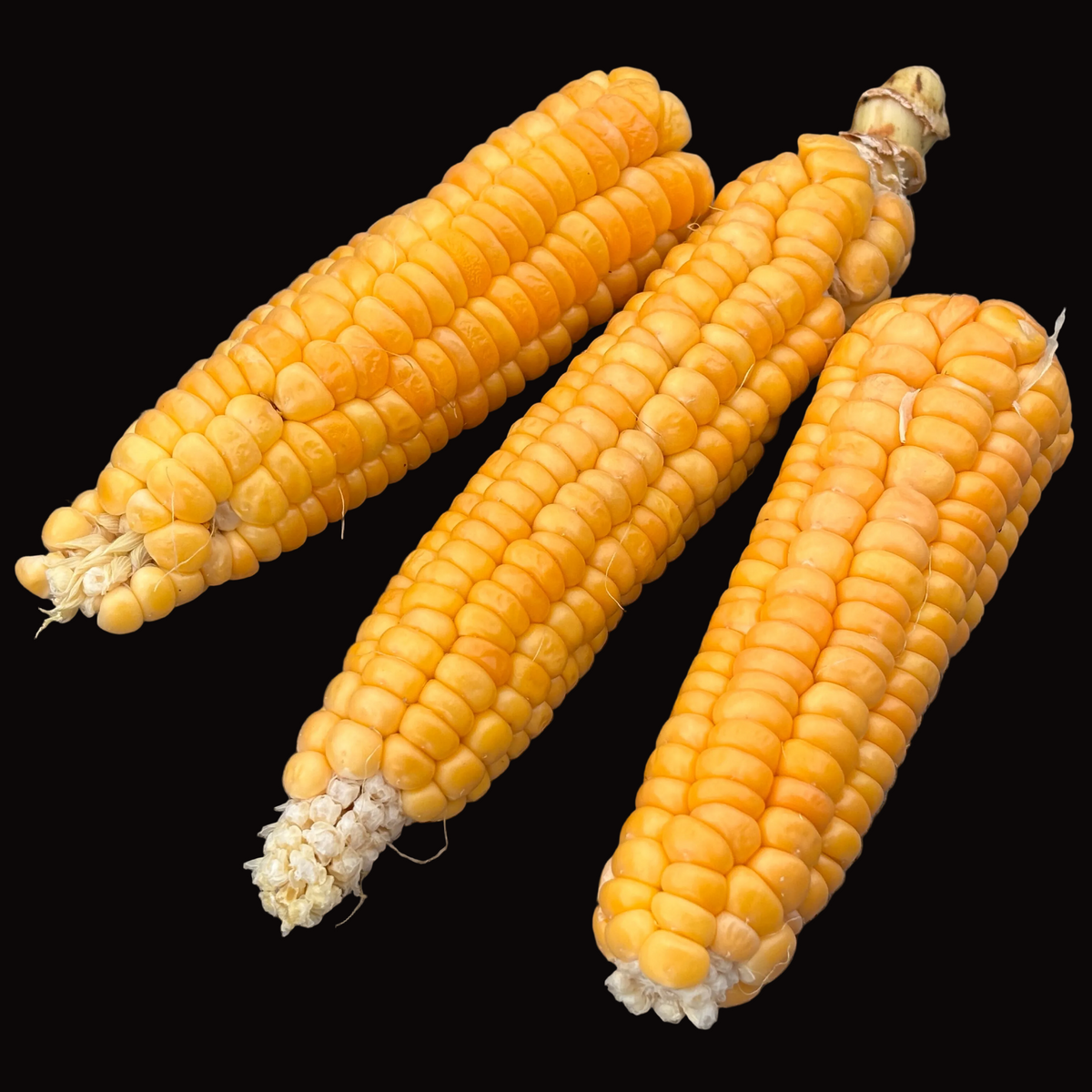 Golden Bantam Sweet Corn