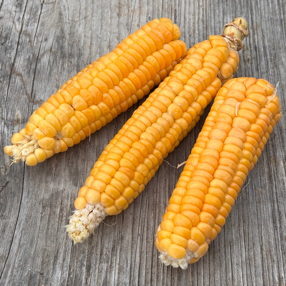 Golden Bantam Sweet Corn