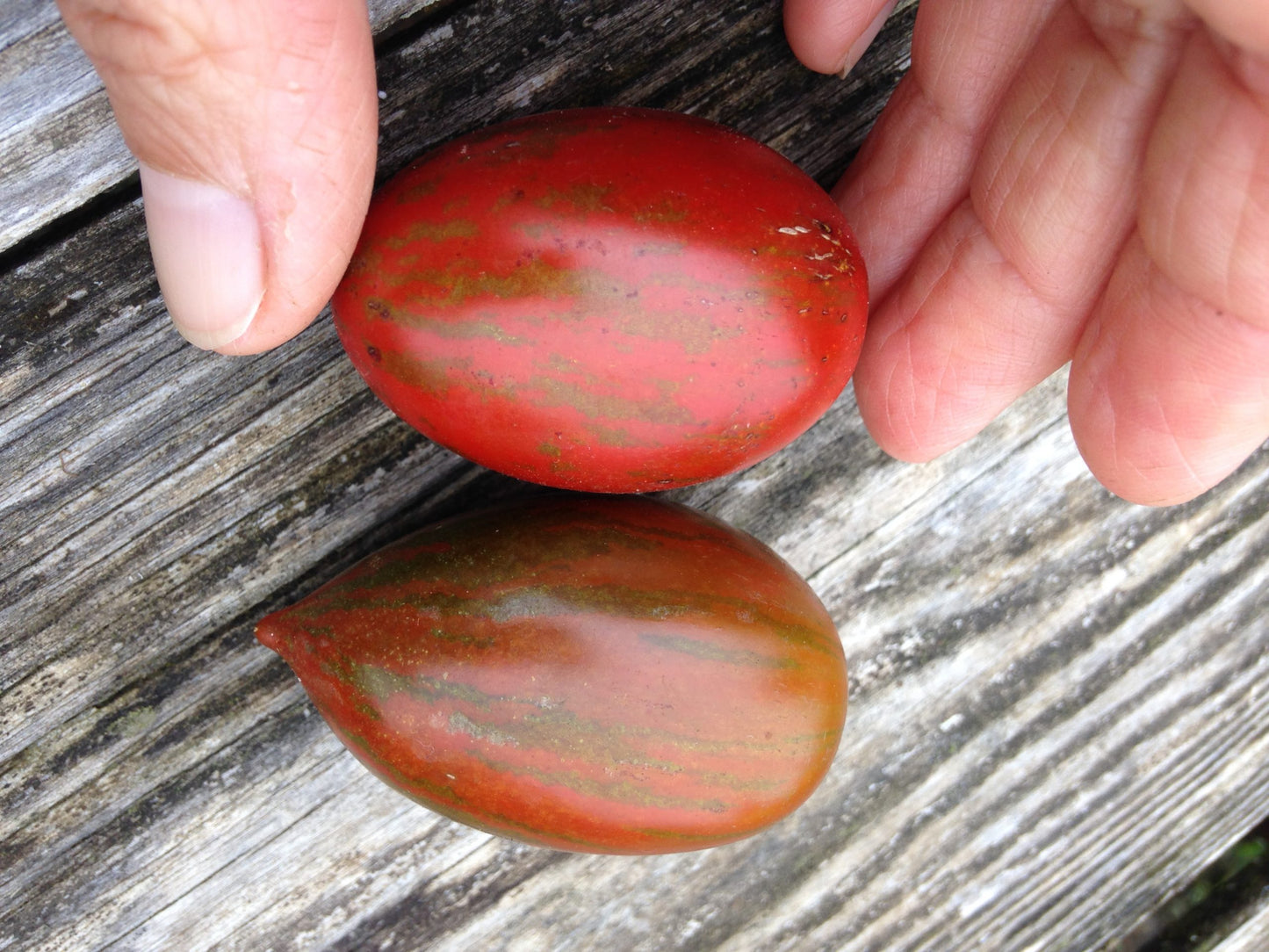 Tiger Pear Tomato