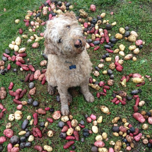 Dog surrounded by colorful potatoes on a grassy background