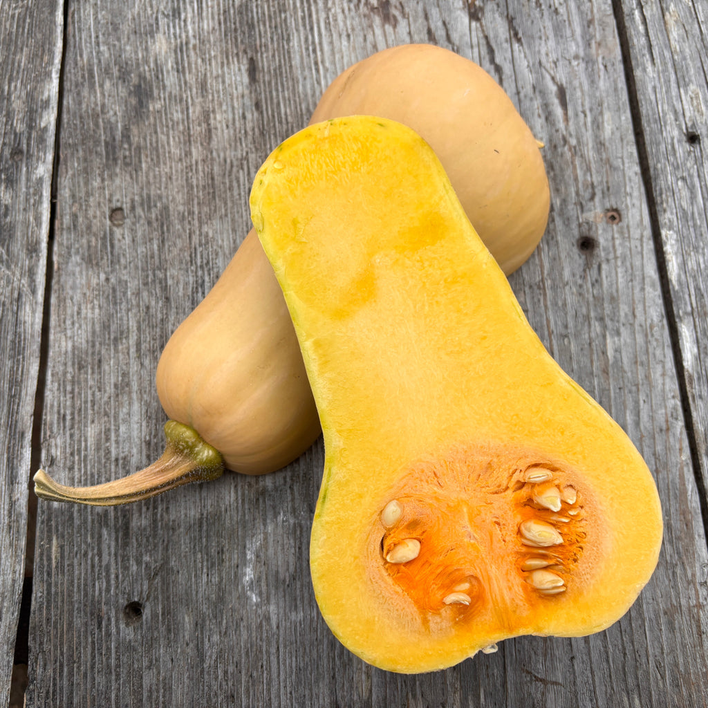 Courge musquée Waltham