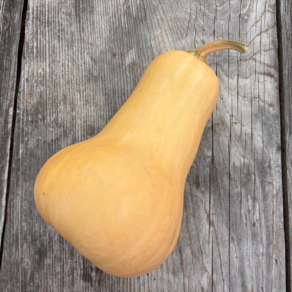 Courge musquée Waltham
