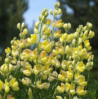 Yellow Tree Lupin